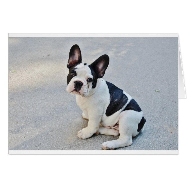 座っフランスのたブルドッグ (正面横)