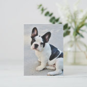 座っフランスのたブルドッグ ポストカード (スタンド正面)