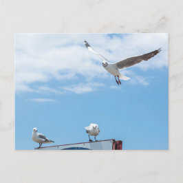 座っ飛んでいるているカモメの鳥の青い空 ポストカード
