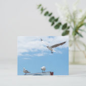 座っ飛んでいるているカモメの鳥の青い空 ポストカード (スタンド正面)