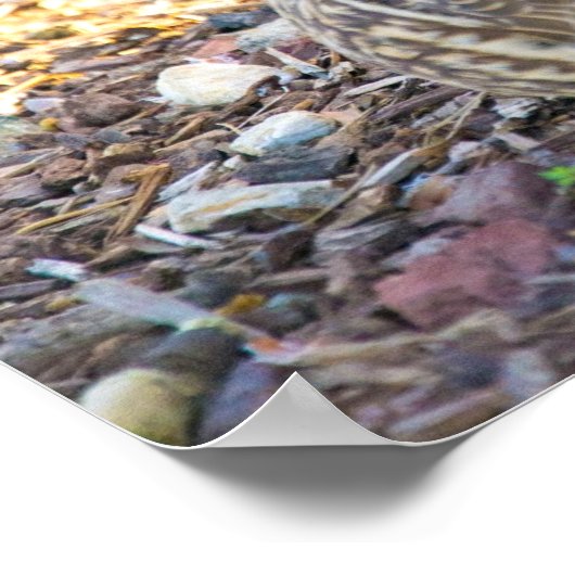 座るアヒル – ポスター (角)