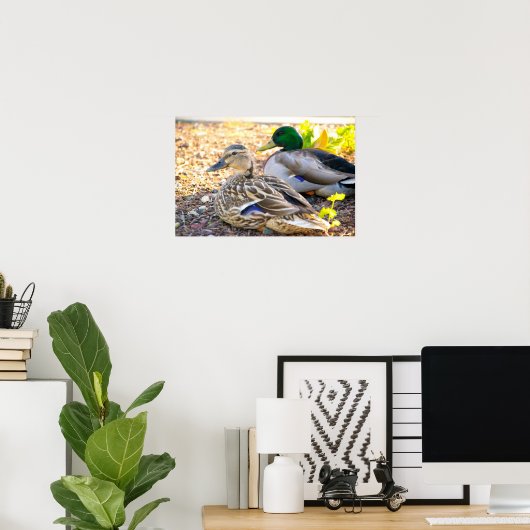 座るアヒル – ポスター (ホームオフィス)