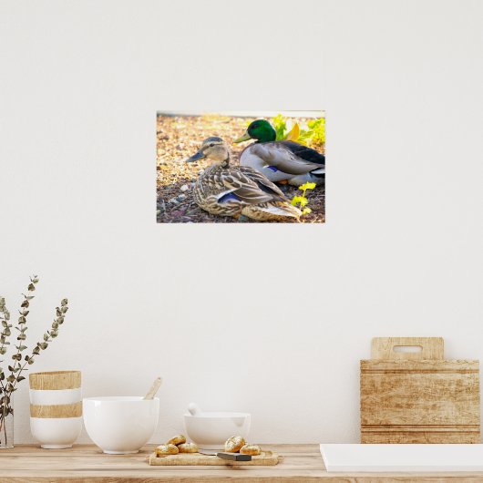 座るアヒル – ポスター (キッチン)