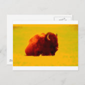 座るバイソン ポストカード (正面/裏面)