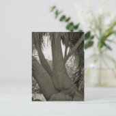 座る木 ポストカード (スタンド正面)