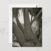 座る木 ポストカード (正面/裏面)