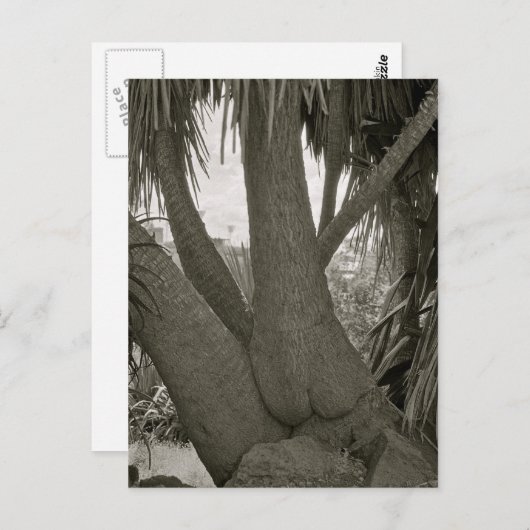 座る木 ポストカード (正面/裏面)