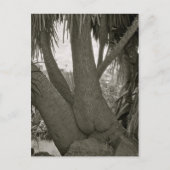 座る木 ポストカード (正面)