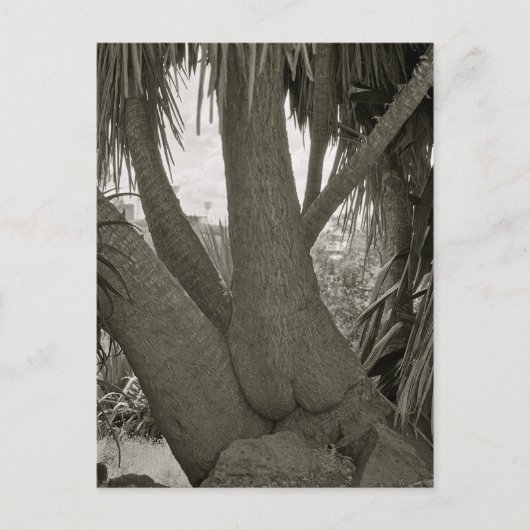 座る木 ポストカード (正面)