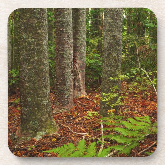 庫里木 |ニュージーランド コースター (正面)