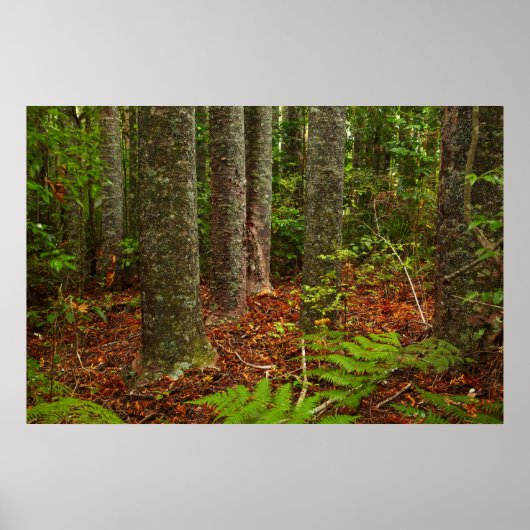 庫里木 |ニュージーランド ポスター (正面)