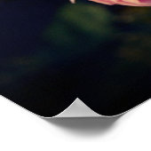 庭から咲くピンクのバラの花 ポスター (角)