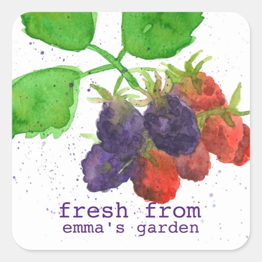 庭から生まれたてのブラックベリーの実 スクエアシール (正面)