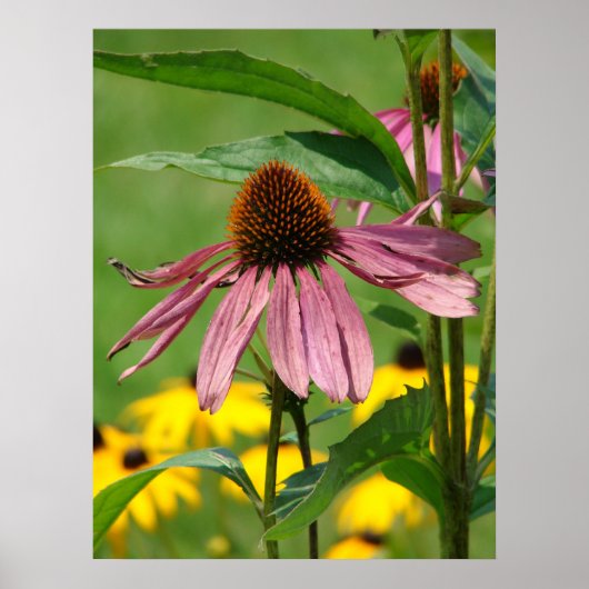 庭が成長するにつれて ポスター (正面)