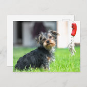 庭でかわいいベビーの小犬遊が飼う ポストカード (正面/裏面)