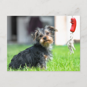 庭でかわいいベビーの小犬遊が飼う ポストカード