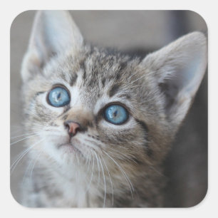 庭でかわいい子猫 スクエアシール