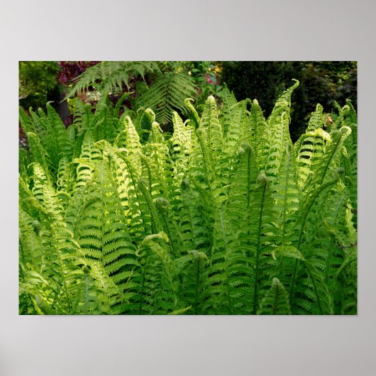 庭でシダの葉の花を閉フランスのじる ポスター (正面)
