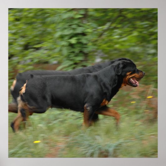 庭で動く ポスター (正面)