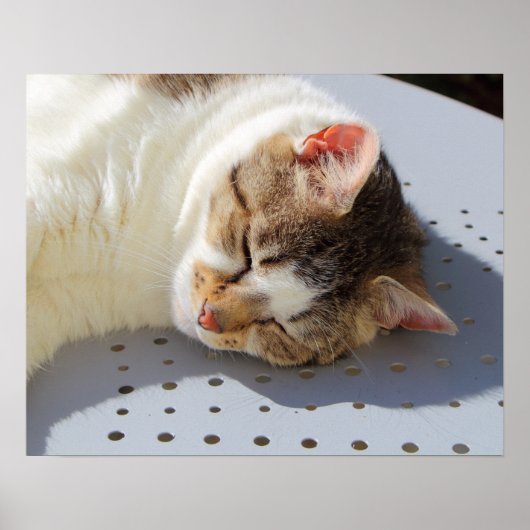 庭で寝る猫 ポスター (正面)