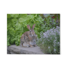 庭で愛らしいバニー