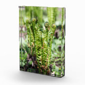 庭で若いシダを目覚めさせる フォトブロック (右)