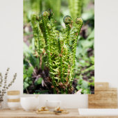 庭で若いシダを目覚めさせる ポスター (キッチン)