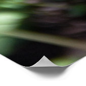 庭で若いシダを目覚めさせる ポスター (角)