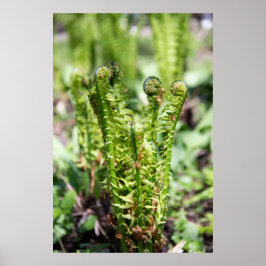 庭で若いシダを目覚めさせる ポスター