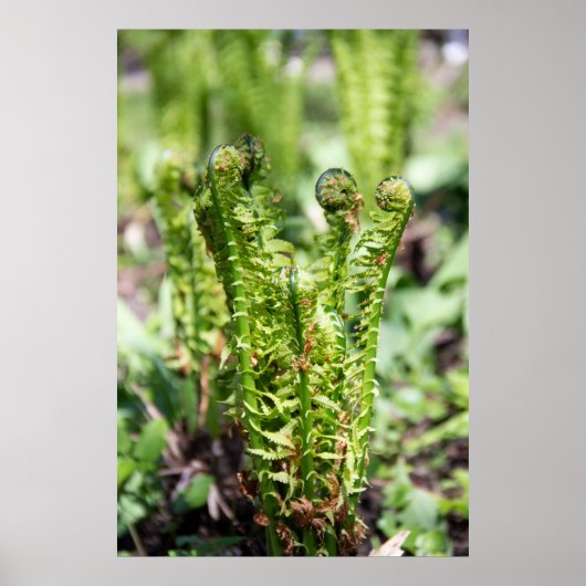 庭で若いシダを目覚めさせる ポスター (正面)