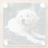 庭で遊んでいるラブラドールの子犬 ガラスコースター (裏面)