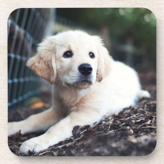 庭で遊んでいるラブラドールの子犬 コースター (正面)