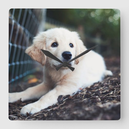 庭で遊んでいるラブラドールの子犬 スクエア壁時計 (正面)