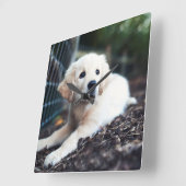 庭で遊んでいるラブラドールの子犬 スクエア壁時計 (傾斜)