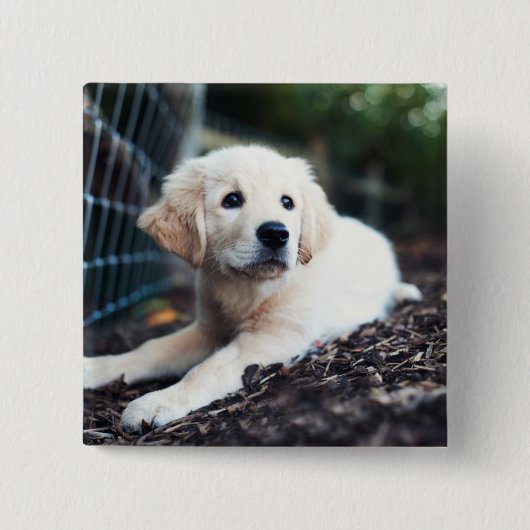 庭で遊んでいるラブラドールの子犬 缶バッジ (正面)