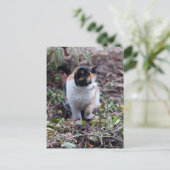 庭で – はがき (スタンド正面)