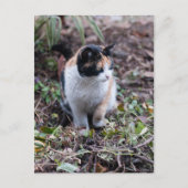 庭で – はがき (正面)