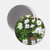 庭で～ハナミズキの花 マグネット (正面/裏面)