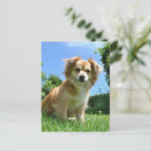庭にいるかわいい子犬の写真 ポストカード (スタンド正面)