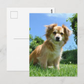 庭にいるかわいい子犬の写真 ポストカード (正面/裏面)