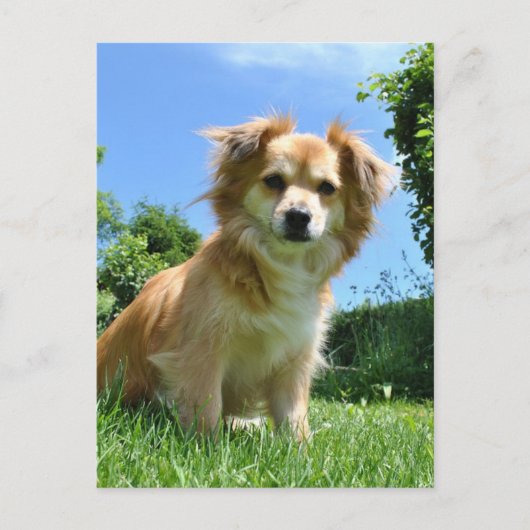 庭にいるかわいい子犬の写真 ポストカード (正面)
