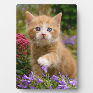 庭にかわいいショウガの子猫 フォトプラーク
