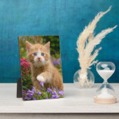 庭にかわいいショウガの子猫 フォトプラーク (側面)