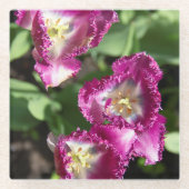 庭にかわいい紫のチューリップ ガラスコースター (正面)