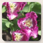 庭にかわいい紫のチューリップ コースター (正面)