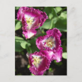 庭にかわいい紫のチューリップ ポストカード (正面)