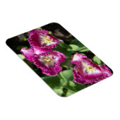 庭にかわいい紫のチューリップ マグネット (右側)