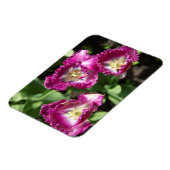 庭にかわいい紫のチューリップ マグネット (左側)