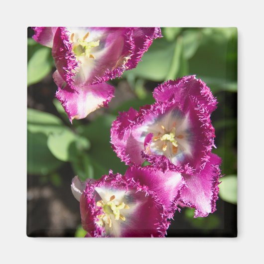 庭にかわいい紫のチューリップ マグネット (正面)