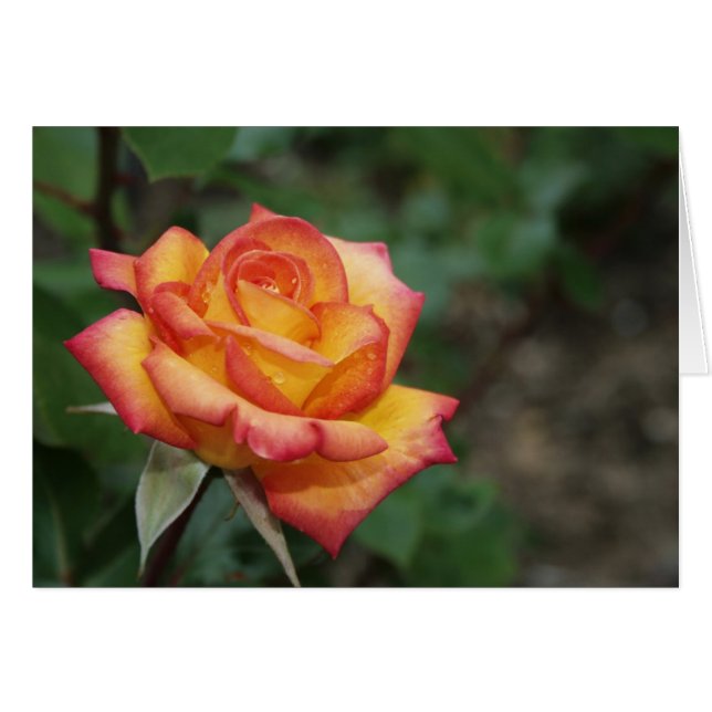 庭に上がりました (正面横)